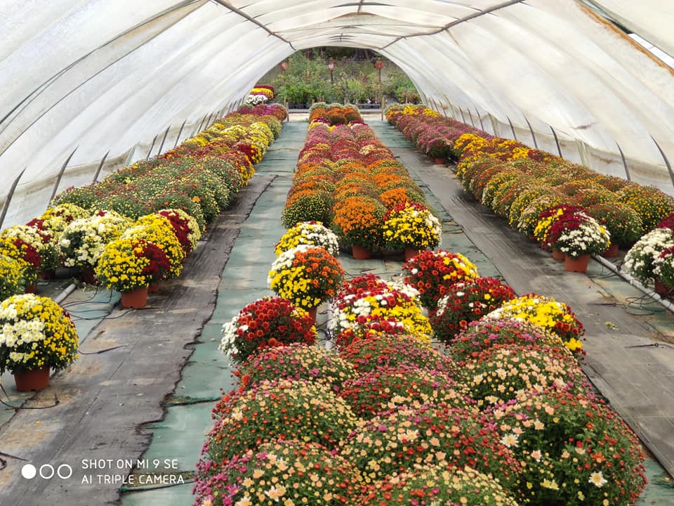 Plants à massif et chrysanthèmes