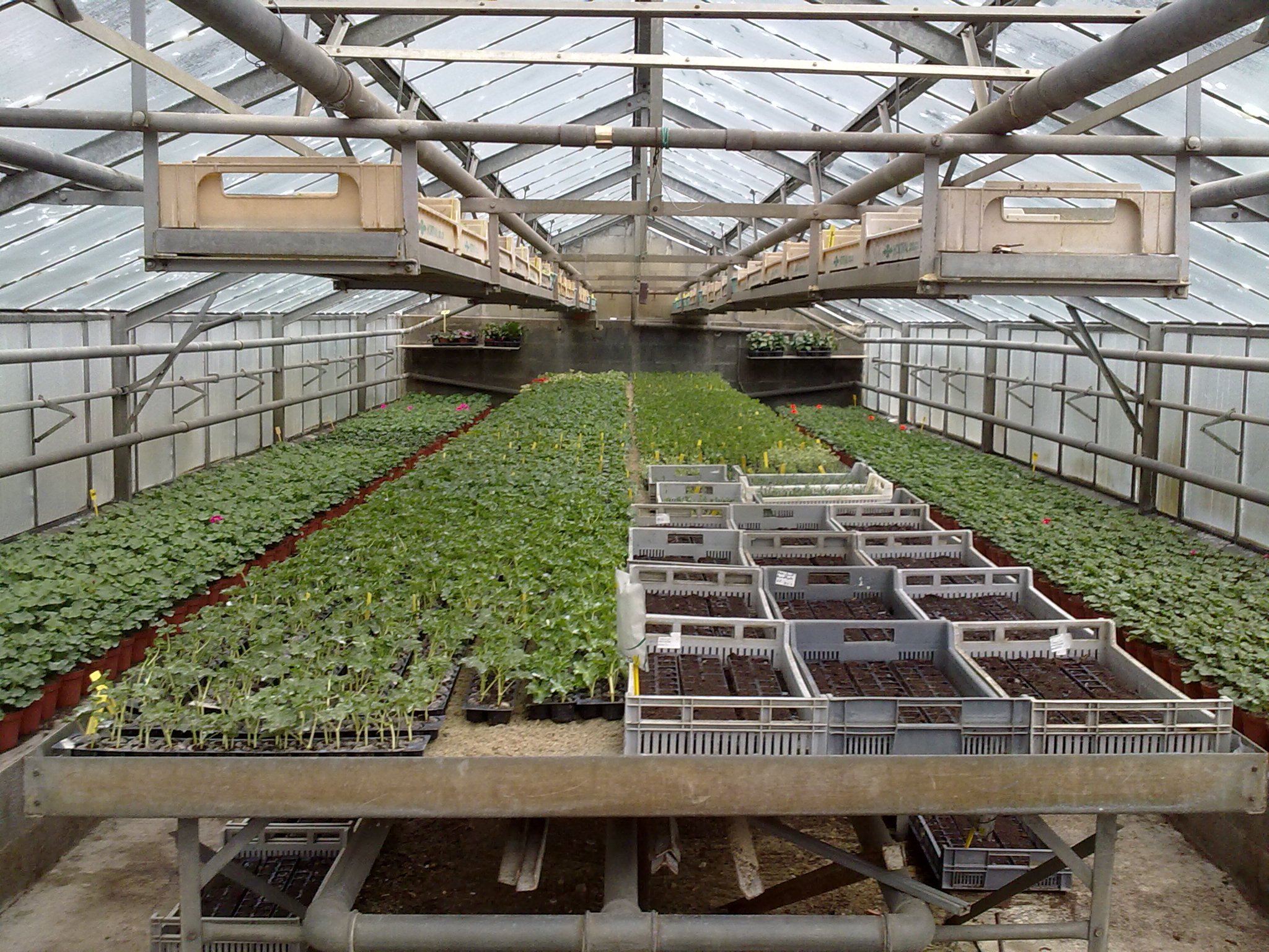 Plants à massif et chrysanthèmes