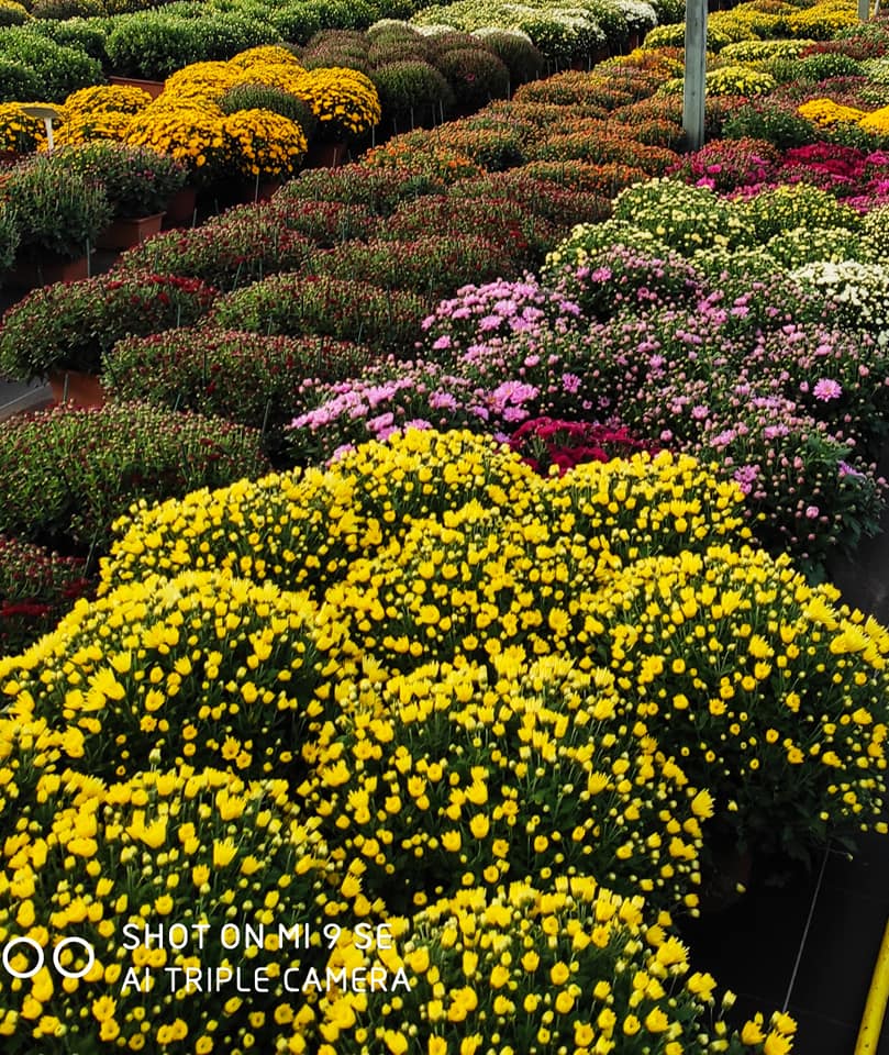 Plants à massif et chrysanthèmes