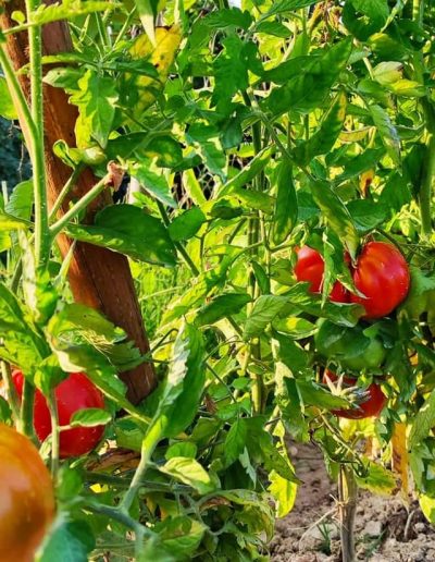 Production jeunes plants de légumes