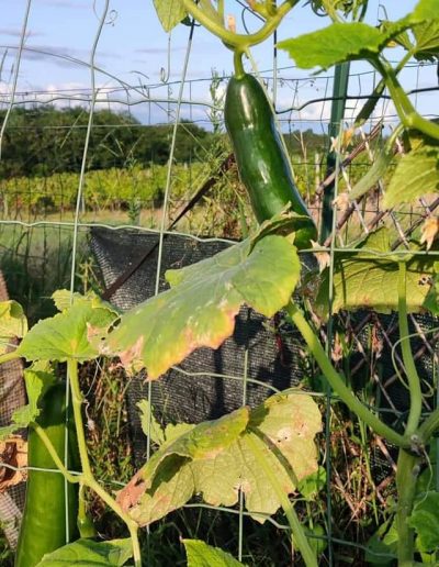 Production jeunes plants de légumes