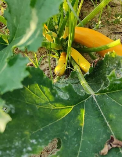 Production jeunes plants de légumes