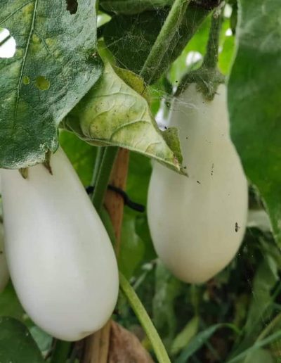 Production jeunes plants de légumes