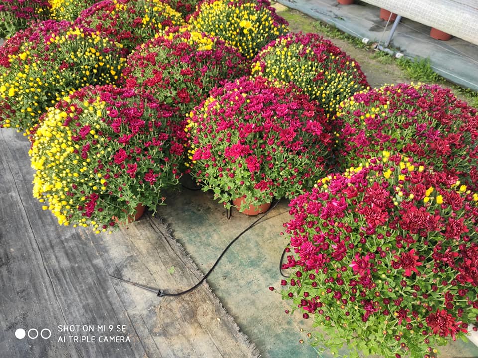 Plants à massif et chrysanthèmes