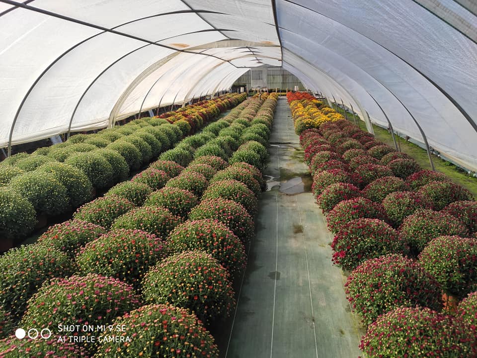 Plants à massif et chrysanthèmes