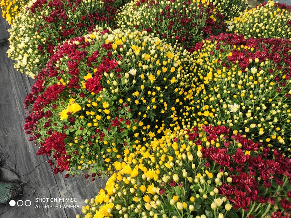 Plants à massif et chrysanthèmes