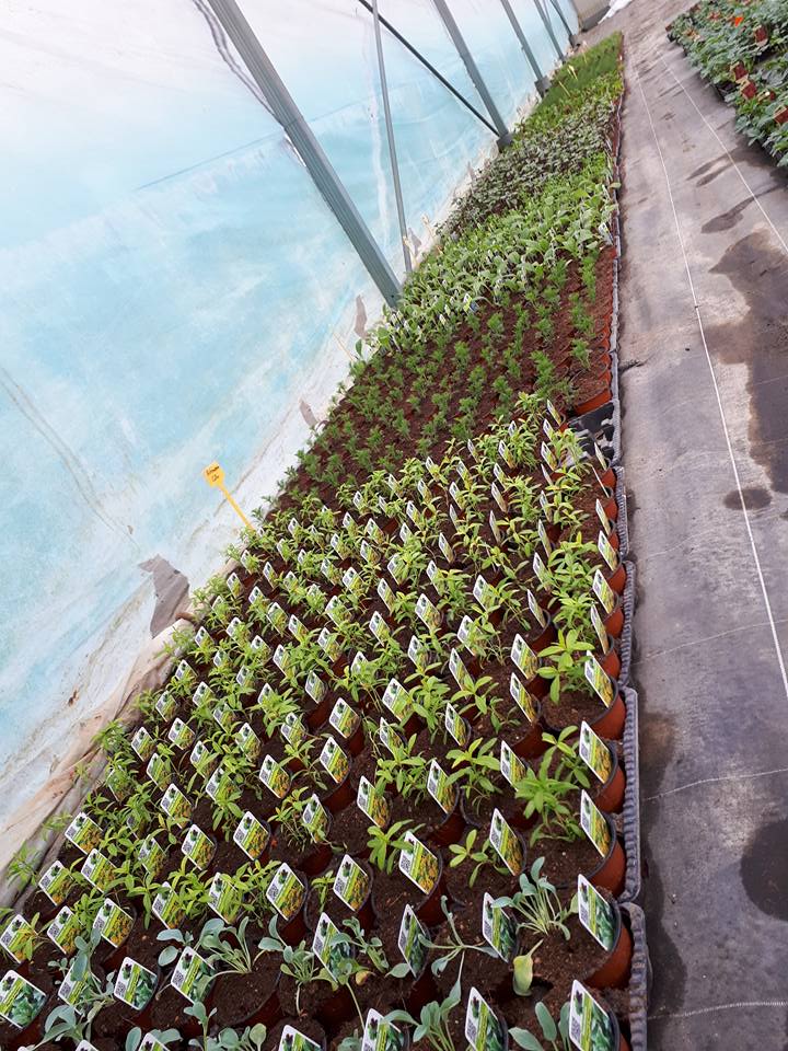 Plants à massif et chrysanthèmes