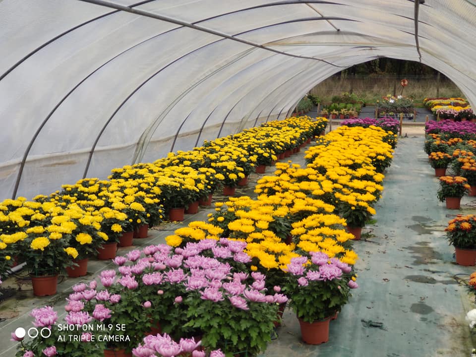 Plants à massif et chrysanthèmes