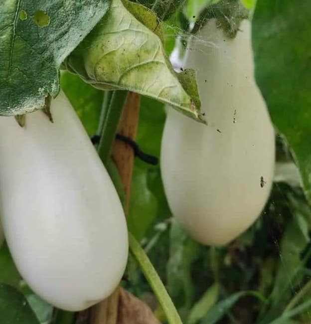 Production jeunes plants de légumes